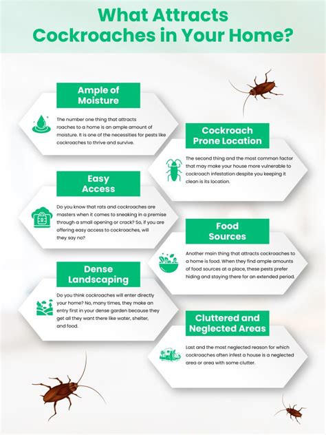 What Attracts Roaches Secrets Revealed What Attracts Roaches Secrets Revealed