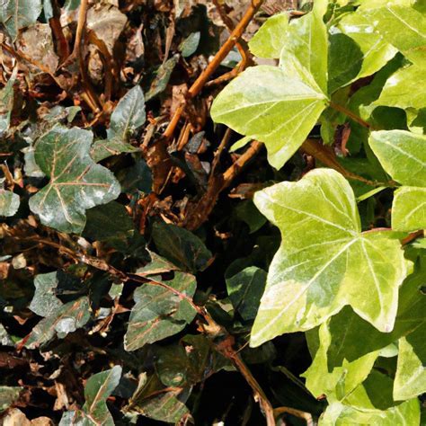 The Best Ways to Get Rid of English Ivy