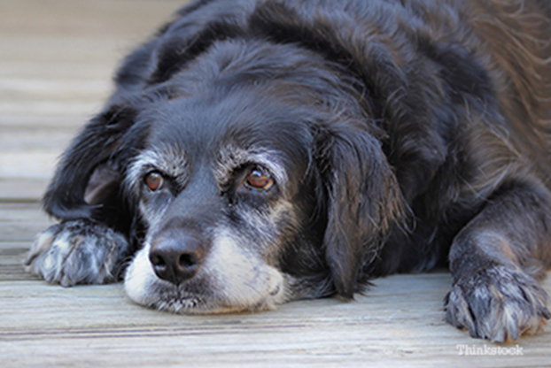 What Causes Brain Tumors In Dogs