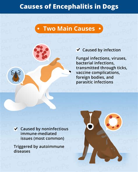 Understanding Encephalitis in Dogs: Causes