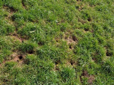 Common Lawn Pests: Holes and Their Causes