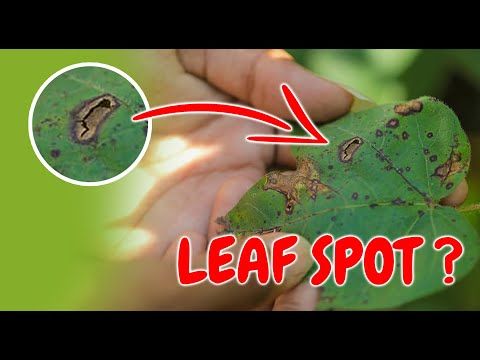 What Causes Leaf Spot Plant Disease And How To Prevent Them Youtube What Causes Leaf Spot Plant Disease And How To Prevent Them Youtube