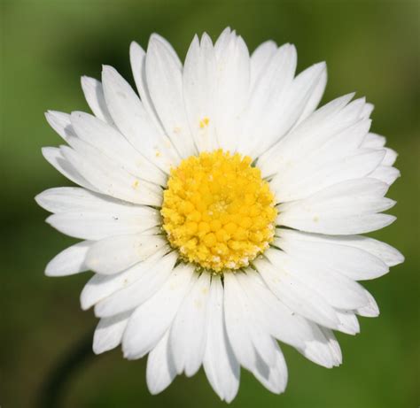 The Daisy's Color: 3 Surprising Facts