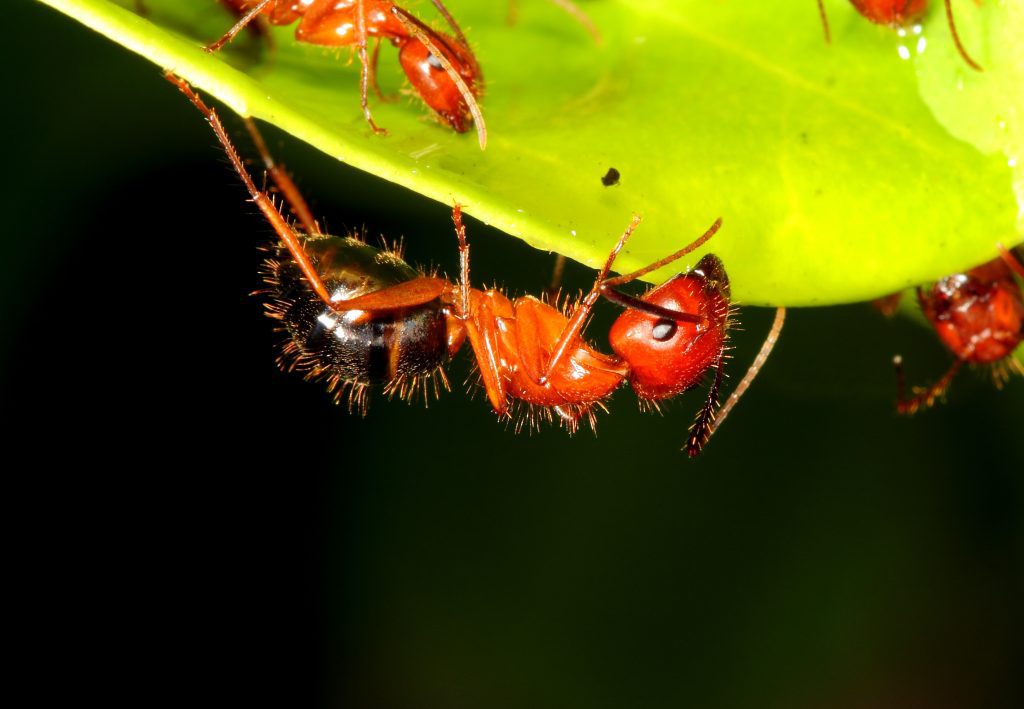 The Complete Guide to Carpenter Ants