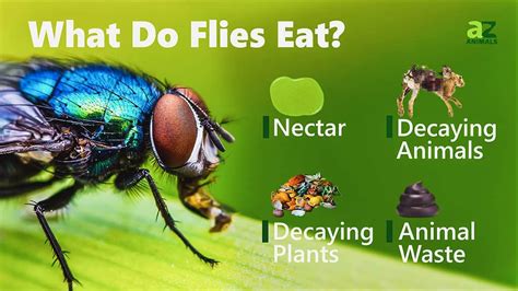 10 Foods Flies Actually Love