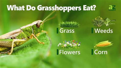Grasshoppers' Favorite Foods: 7 Tasty Treats