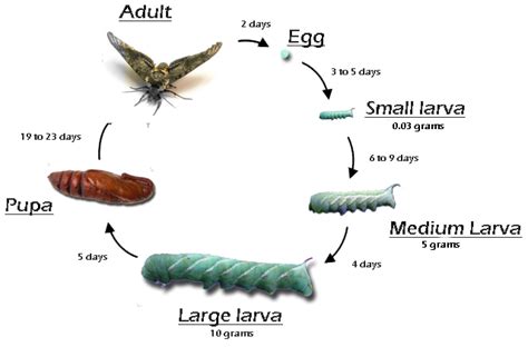 The Hornworm's Metamorphosis: Unveiling the Mystery