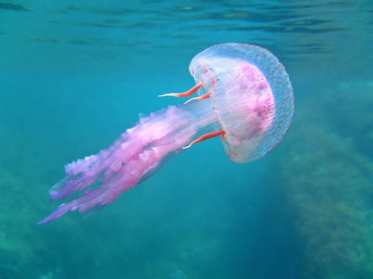 5 Surprising Foods Jellyfish Love