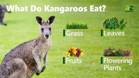 Kangaroos' Diet: 7 Essential Foods