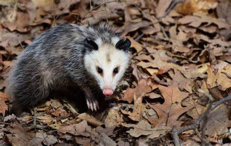 What Do Possums Look Like Miche Pest Control