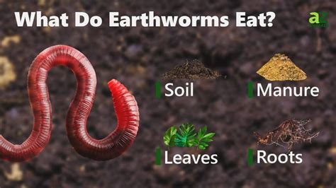 What's on the Worm's Menu?