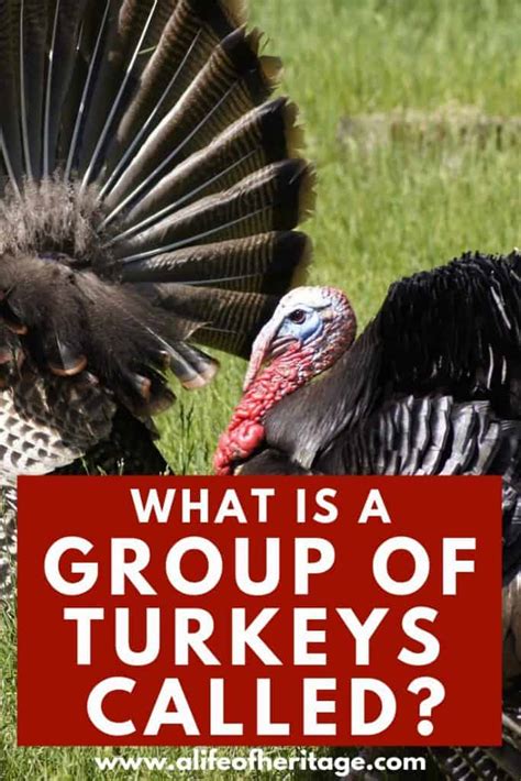 A Flock of Turkeys Unveiled