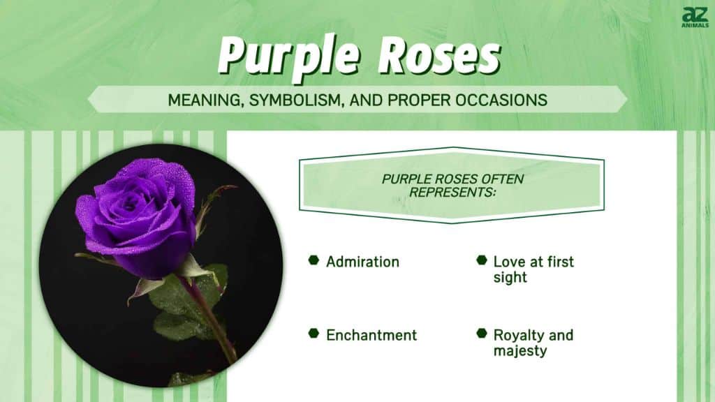 The Meaning of Purple Flowers