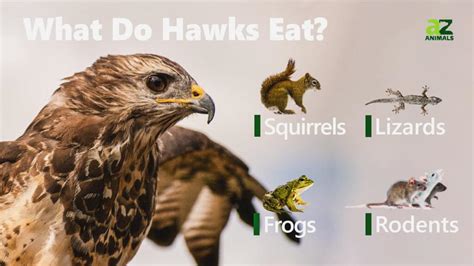 The Hawks' Top 5 Menu Picks