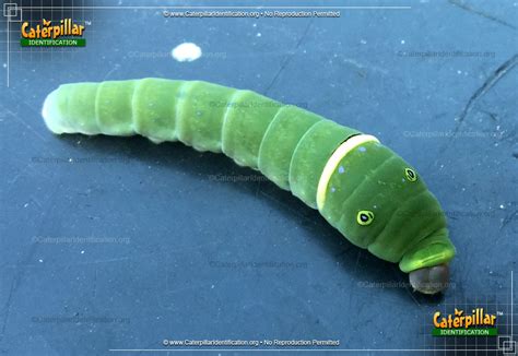Predators of Tiger Swallowtail Caterpillars Predators of Tiger Swallowtail Caterpillars
