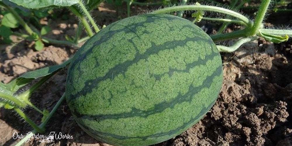 5 Plants To Companion With Watermelon