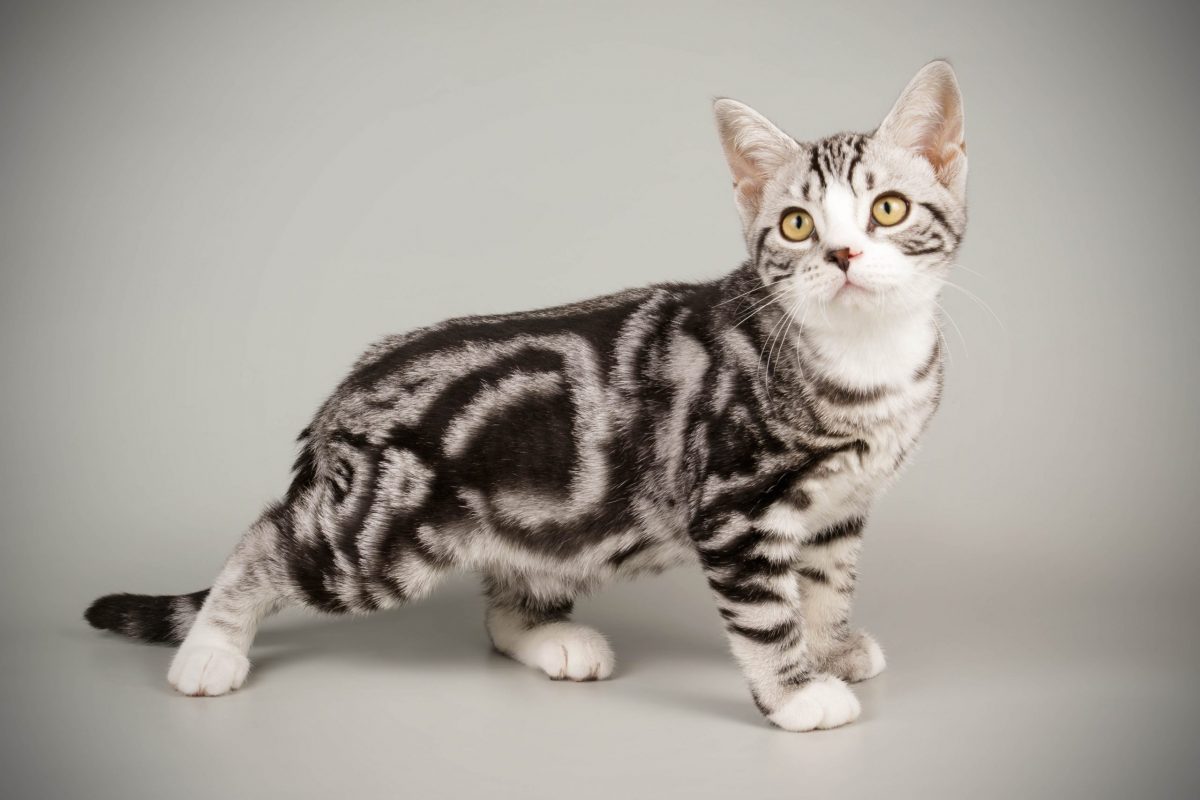 What Is A Classic Tabby Cat Cat World