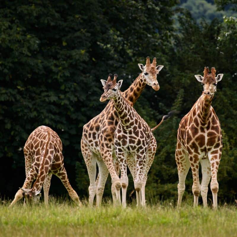 Giraffe Groups: 5 Amazing Names Giraffe Groups: 5 Amazing Names
