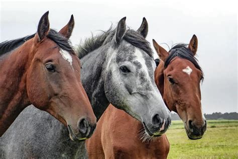 5 Fun Names for a Group of Horses