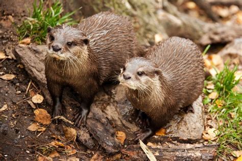The Collective Wisdom: 10 Otter Facts