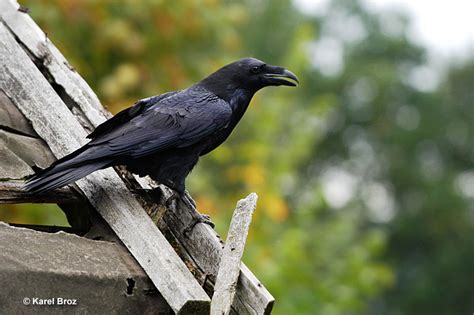 What Is A Group Of Ravens Called Explanation History What Is A Group Of Ravens Called Explanation History