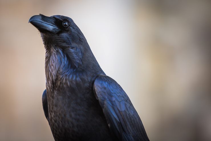 The Ultimate Raven Group Name Guide The Ultimate Raven Group Name Guide
