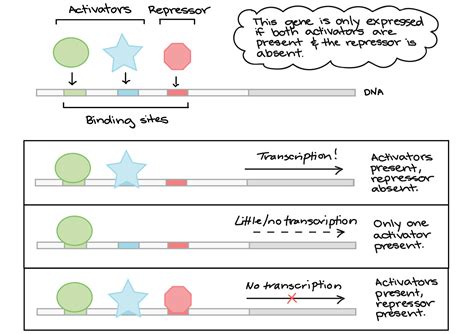 The Role of Transcription Factors