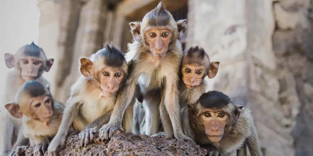 The Fascinating Name for a Monkey Group