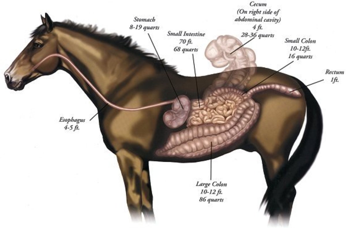 Colic in Horses: 3 Quick Tips