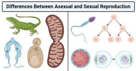 Understanding Reproduction: 4 Key Differences