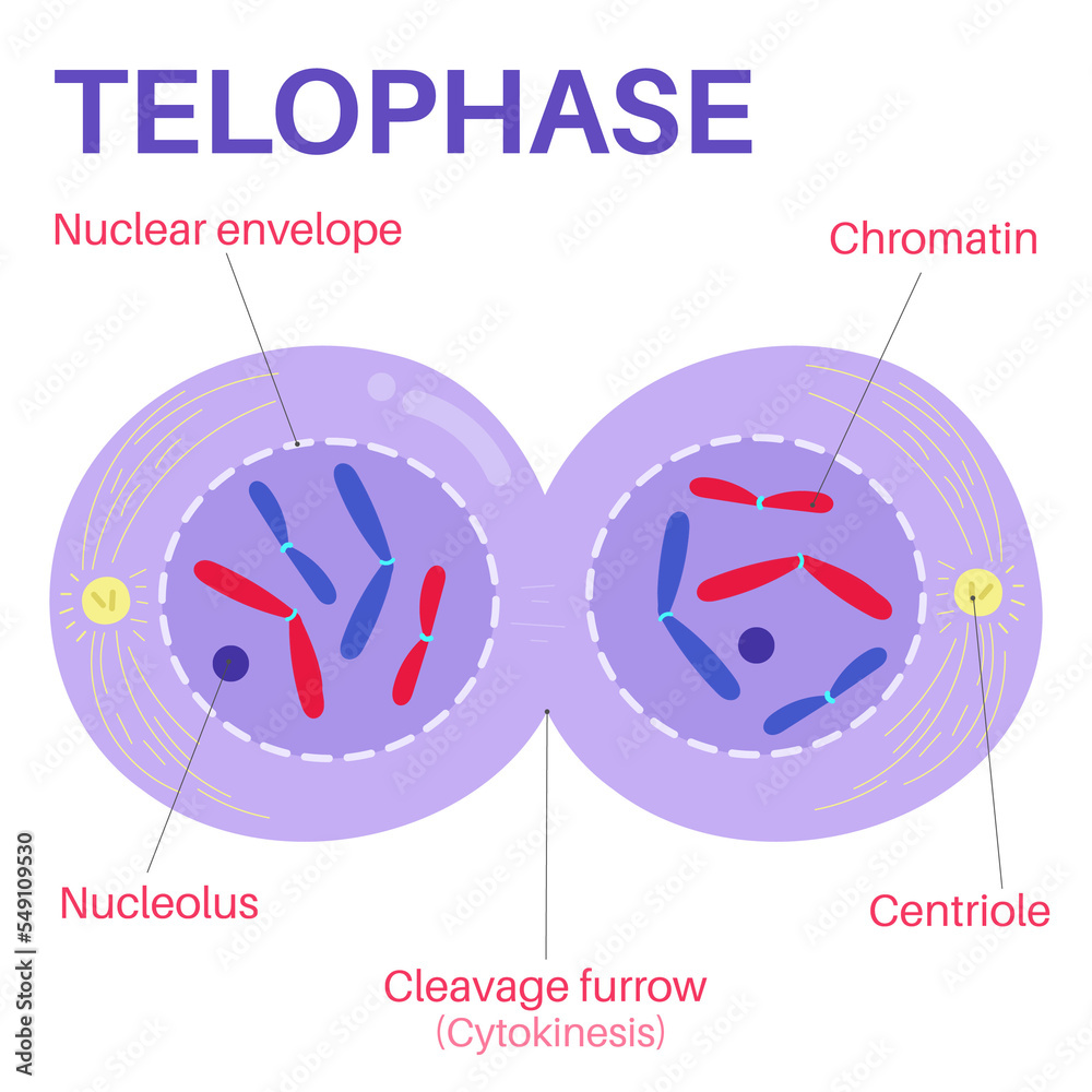 Unveiling the Mitosis Mystery: The Final Product