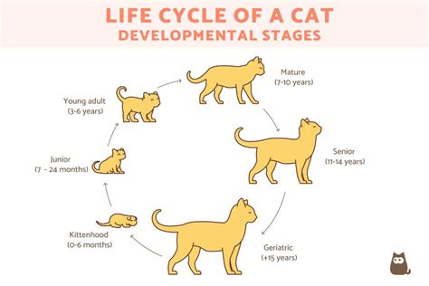What Is The Life Cycle Of A Cat What Is The Life Cycle Of A Cat