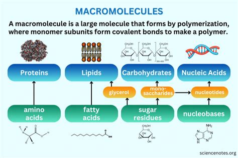 3 Types of Enzymes: A Macromolecule Guide