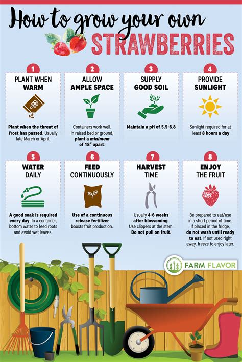 Strawberries: The Best Planting Month Guide