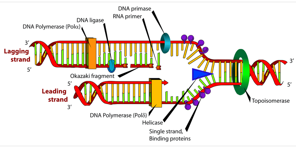 5 Ways DNA Replication Happens in Interphase 5 Ways DNA Replication Happens in Interphase