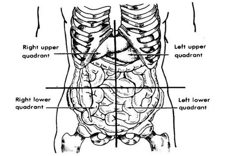 Unraveling the Appendix Mystery: 4 Facts