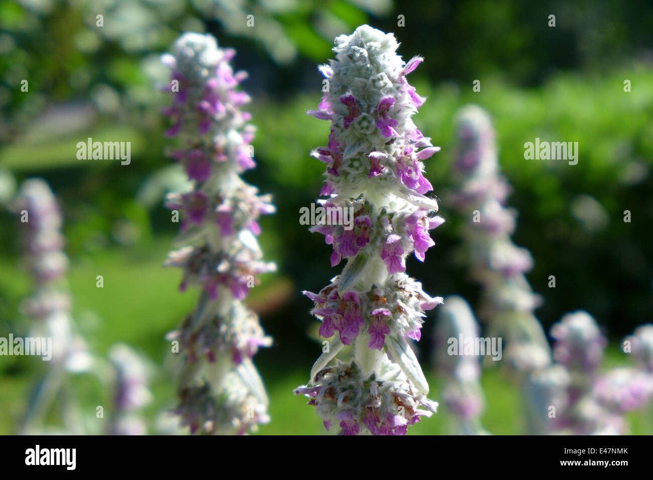 Unveiling Lambs Ear's Blooming Secrets Unveiling Lambs Ear's Blooming Secrets
