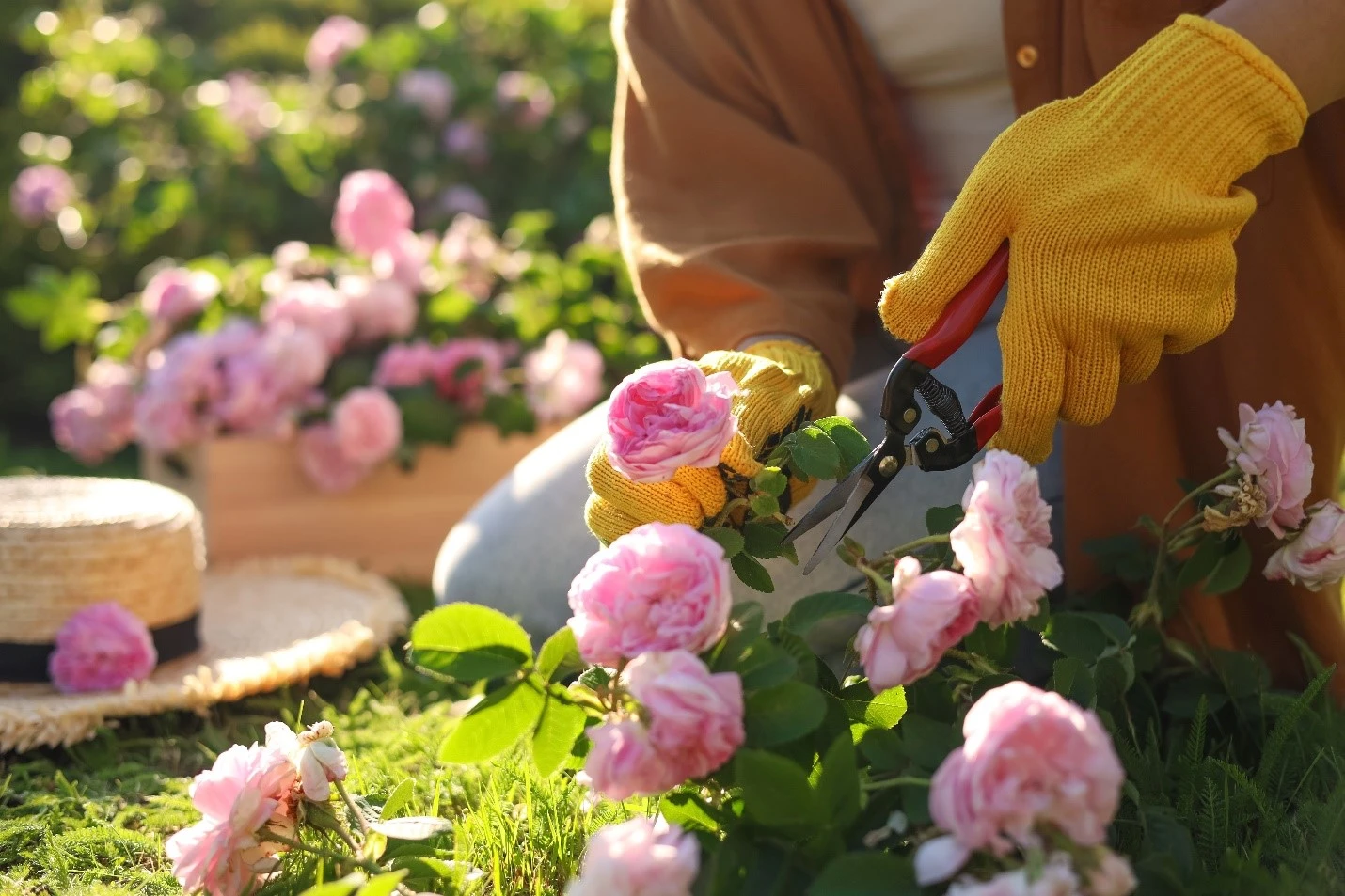 When Should I Prune My Plants Tips For Becoming A Pruning Expert When Should I Prune My Plants Tips For Becoming A Pruning Expert