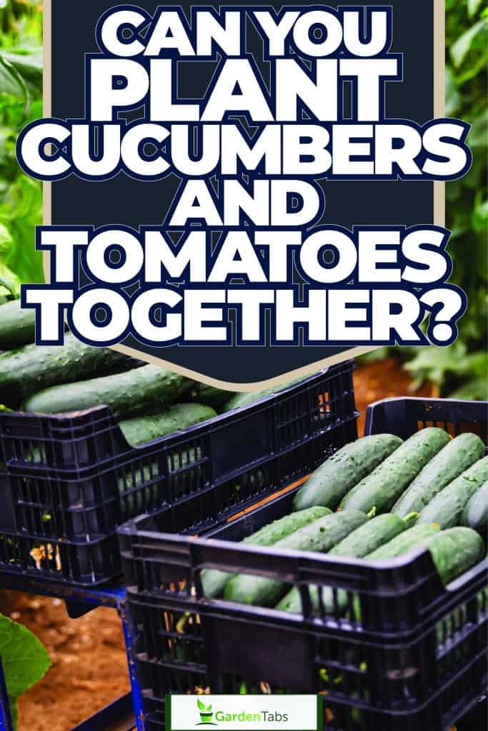 The Perfect Time to Plant Cucumbers: 3 Tips