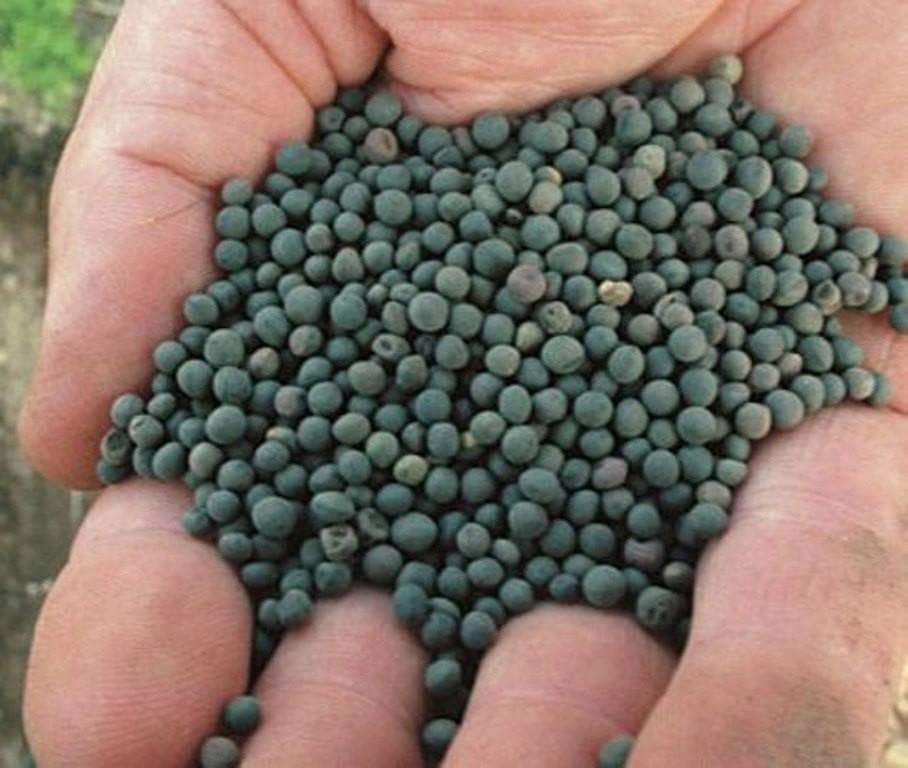 The Ultimate Guide to Hairy Vetch Planting