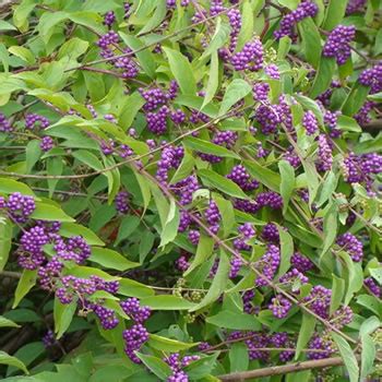 Best Time to Prune Callicarpa: 3 Tips