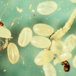 Where Do Flies Lay Eggs Pestclue Where Do Flies Lay Eggs Pestclue
