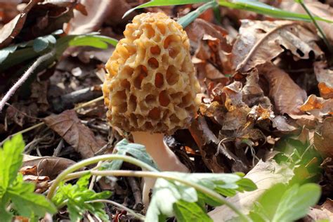 4 Places Morel Mushrooms Grow