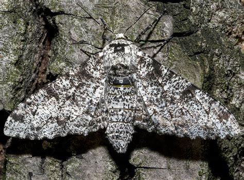 The Hidden Lives of Peppered Moths
