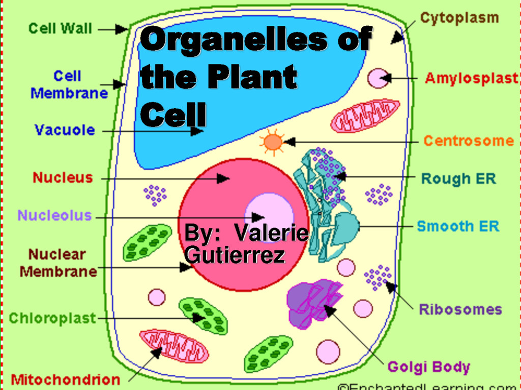 The Mighty Mitochondria: Cells' Powerhouse