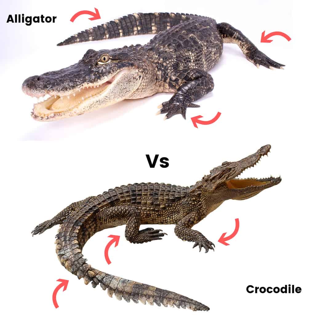 Who's Deadlier: Alligator or Crocodile?