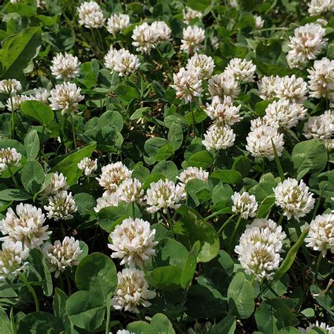 5 Fun Facts About White Dutch Clover