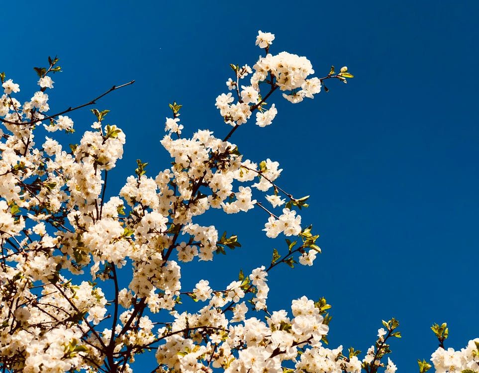5 White Flowers for Your Garden