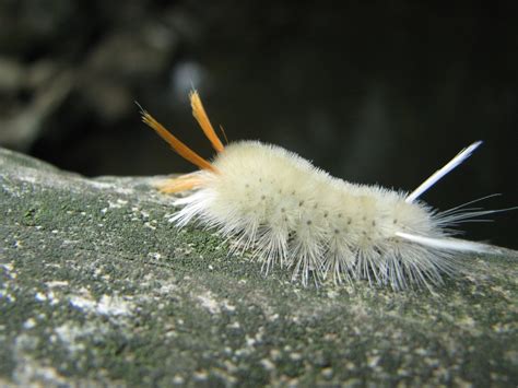 4 Ways To Identify White Fuzzy Caterpillars 4 Ways To Identify White Fuzzy Caterpillars