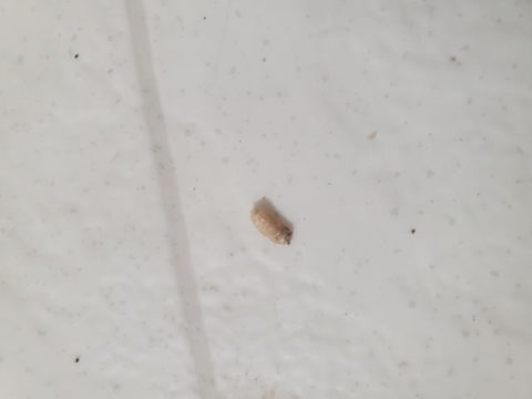 White Larvae On Kitchen Ceiling Shelly Lighting White Larvae On Kitchen Ceiling Shelly Lighting